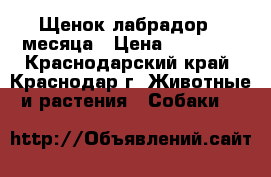 Щенок лабрадор 2 месяца › Цена ­ 10 000 - Краснодарский край, Краснодар г. Животные и растения » Собаки   